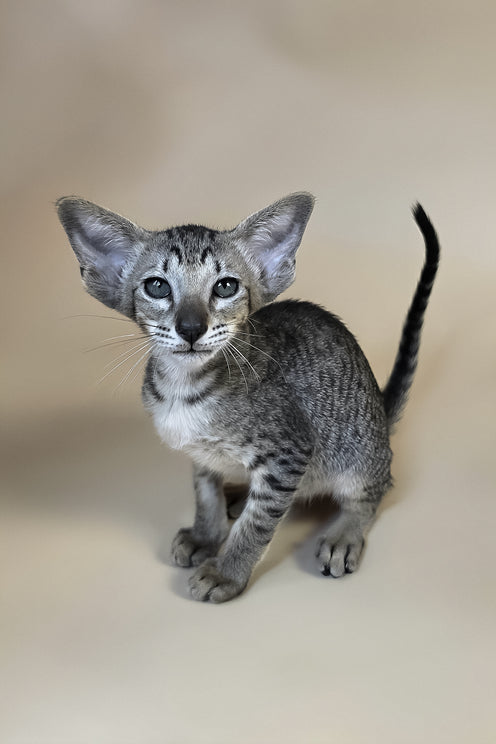 Yara | Oriental Shorthair Kitten
