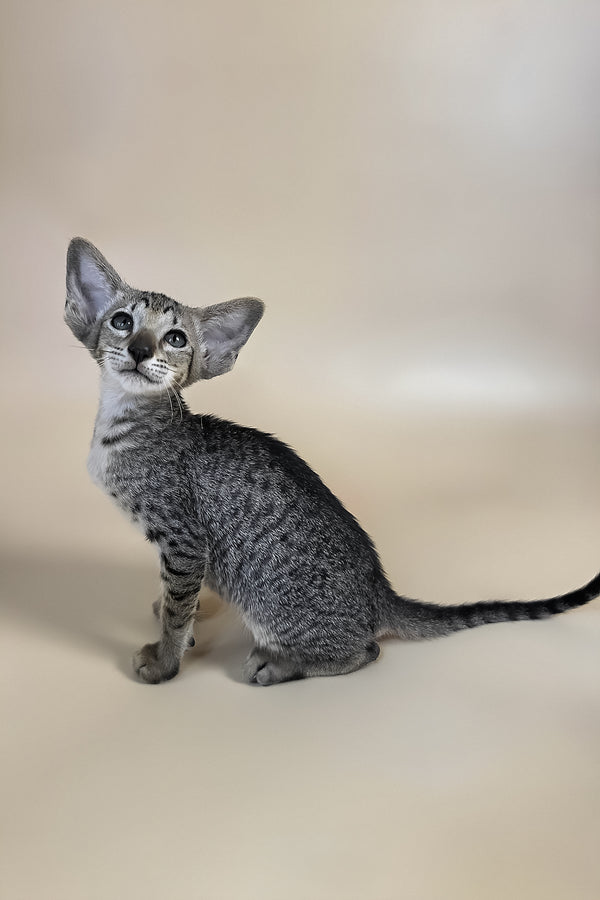 Yara | Oriental Shorthair Kitten