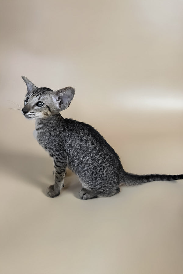 Yara | Oriental Shorthair Kitten
