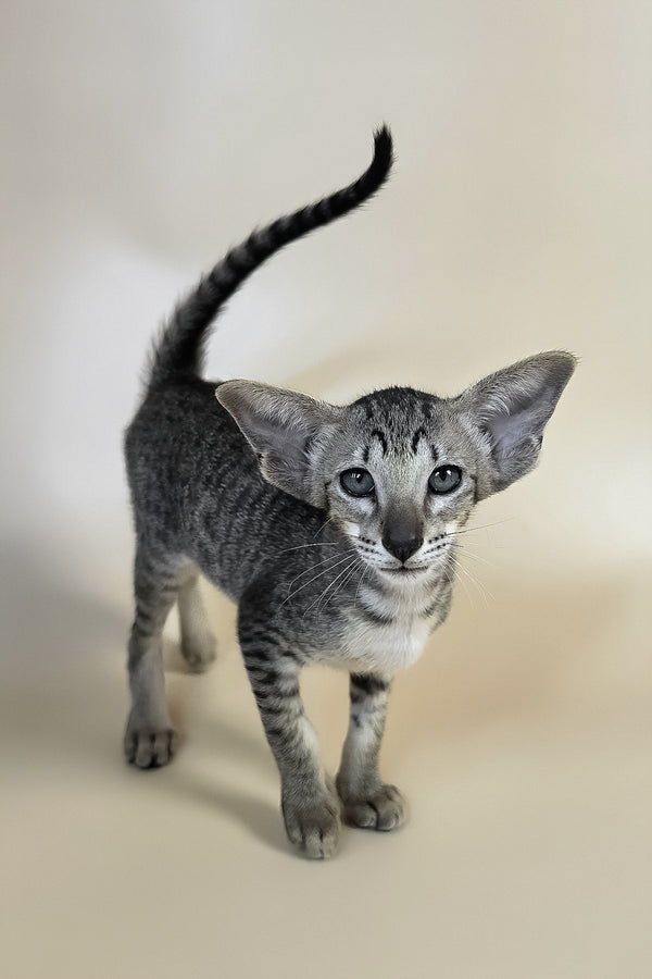Yara | Oriental Shorthair Kitten