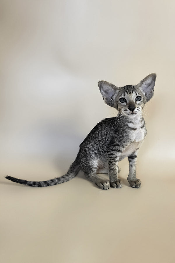 Yara | Oriental Shorthair Kitten