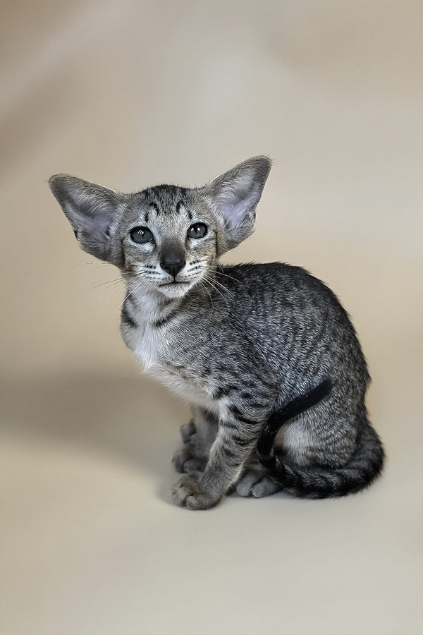 Yara | Oriental Shorthair Kitten