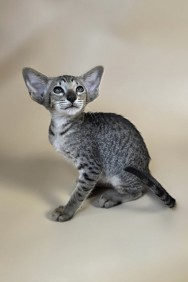 Yara | Oriental Shorthair Kitten