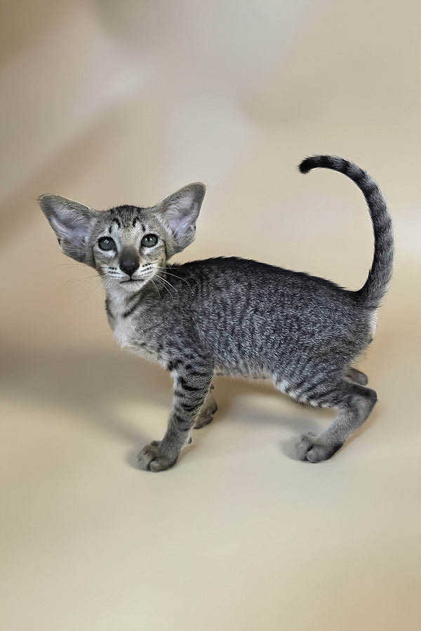 Yara | Oriental Shorthair Kitten