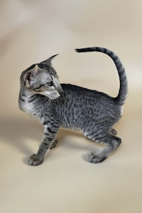 Yara | Oriental Shorthair Kitten