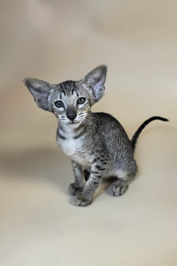 Yara | Oriental Shorthair Kitten