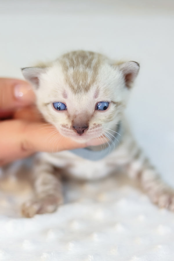 Yves | Bengal Kitten