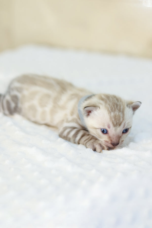 Yves | Bengal Kitten