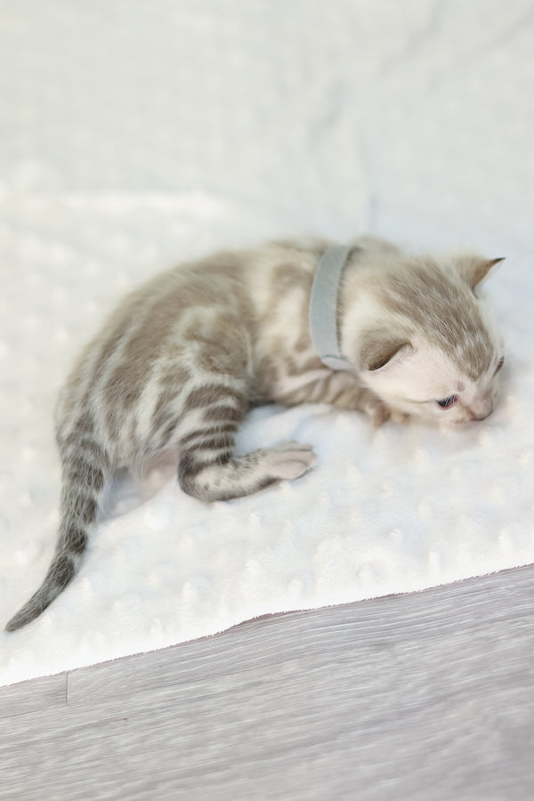 Yves | Bengal Kitten