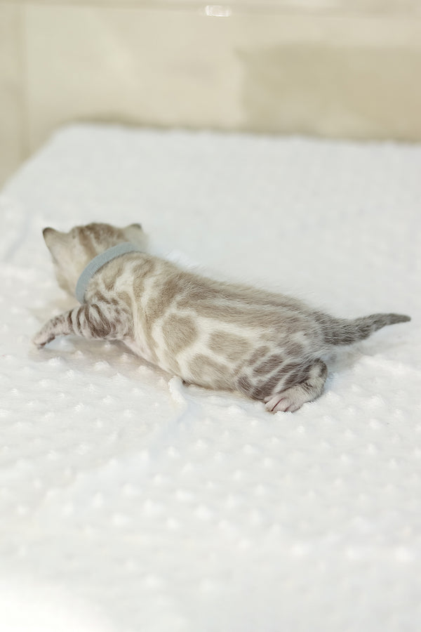 Yves | Bengal Kitten