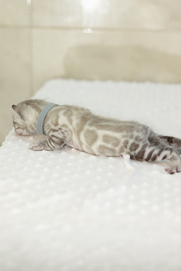 Yves | Bengal Kitten