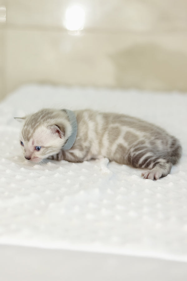 Yves | Bengal Kitten