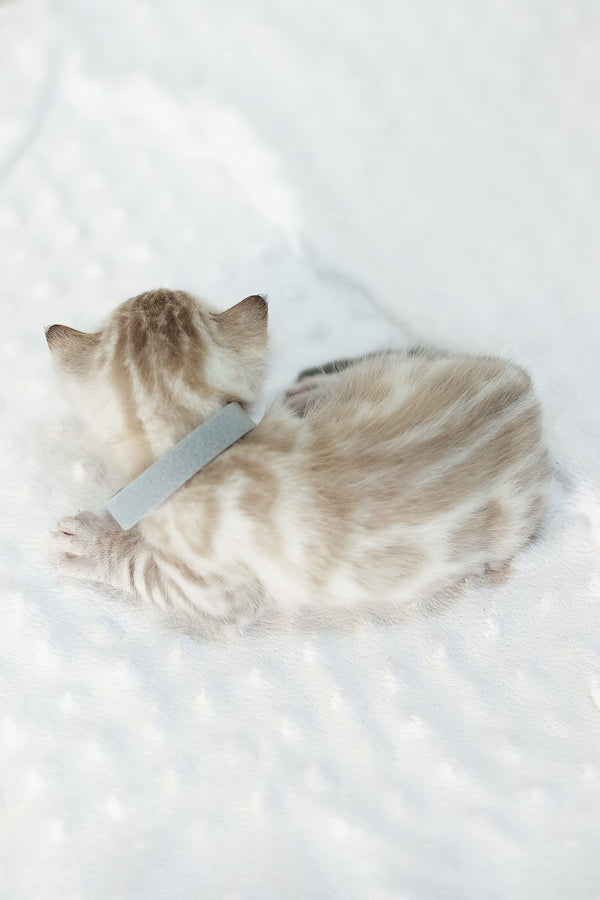 Yves | Bengal Kitten