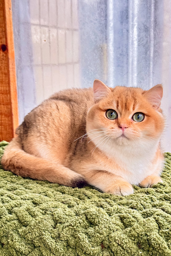 Zakhar | Scottish Straight Kitten