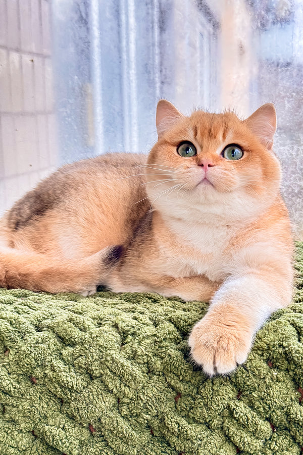 Zakhar | Scottish Straight Kitten