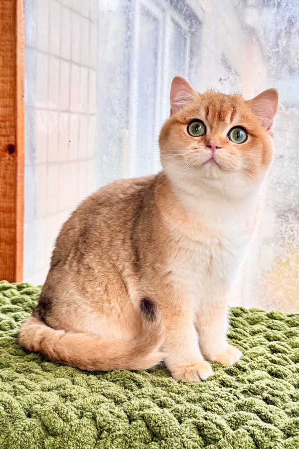 Zakhar | Scottish Straight Kitten