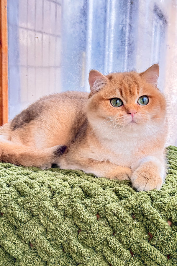 Zakhar | Scottish Straight Kitten