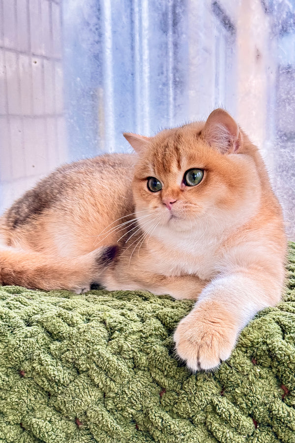 Zakhar | Scottish Straight Kitten