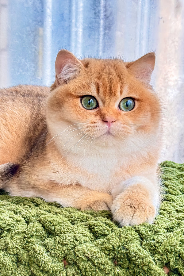 Zakhar | Scottish Straight Kitten