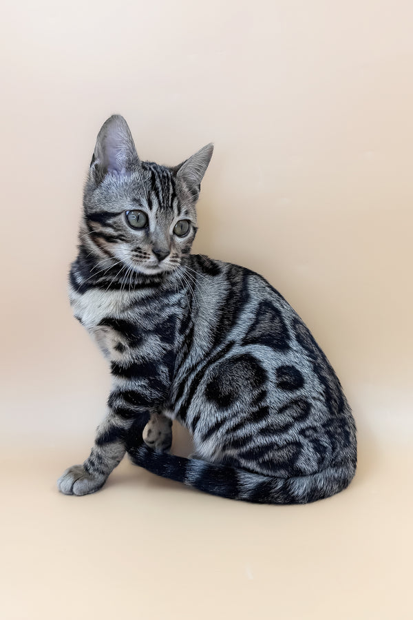 Amber | Bengal Kitten