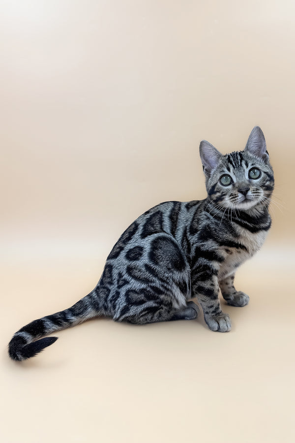Amber | Bengal Kitten