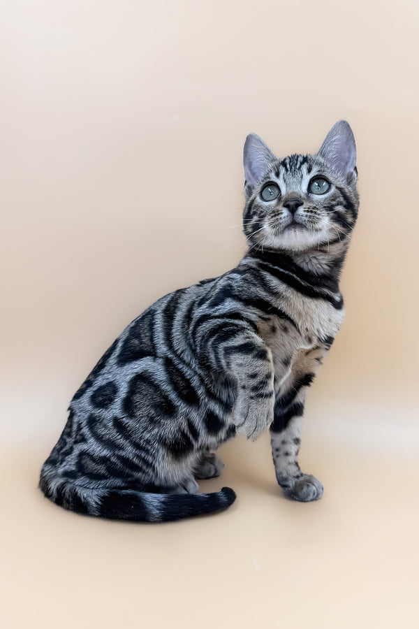Amber | Bengal Kitten
