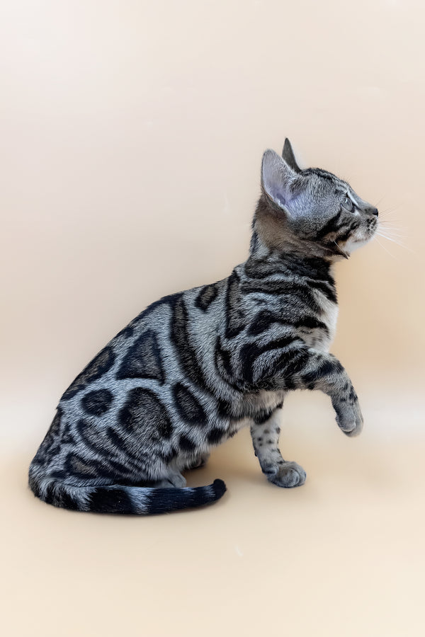 Amber | Bengal Kitten