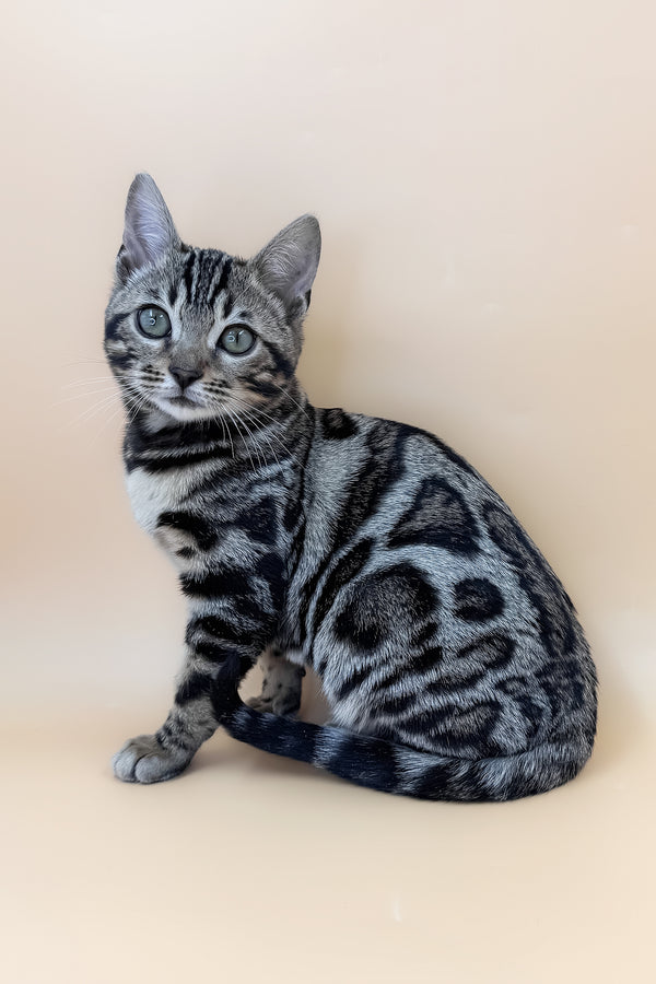 Amber | Bengal Kitten