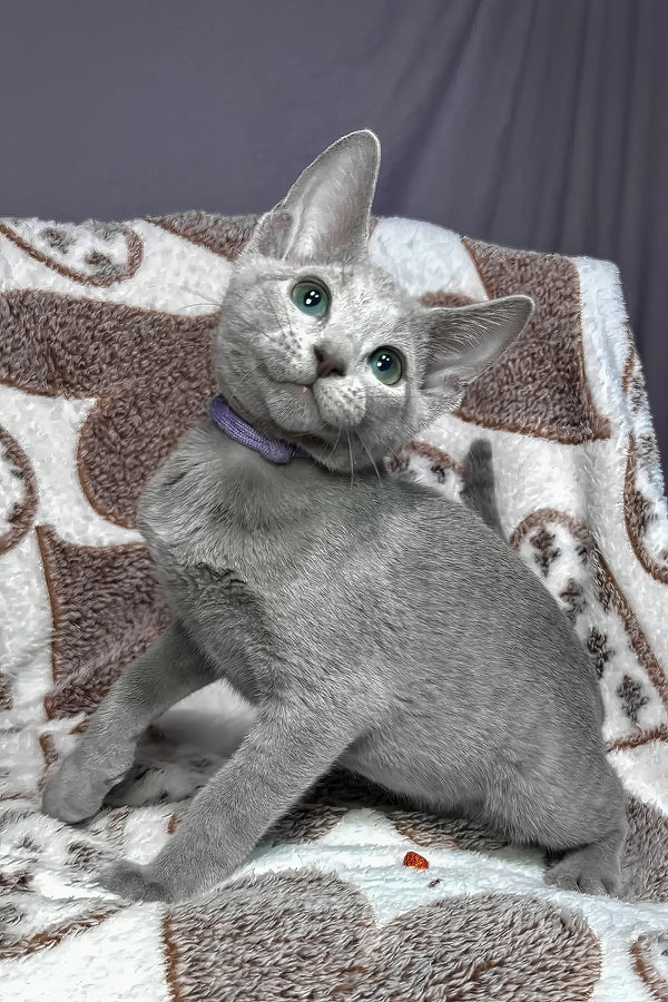 Amur | Russian Blue Kitten