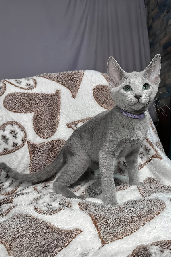 Amur | Russian Blue Kitten