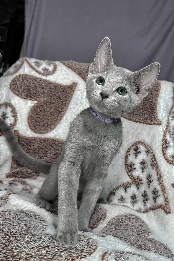 Amur | Russian Blue Kitten