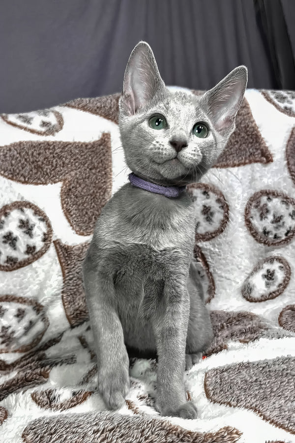 Amur | Russian Blue Kitten