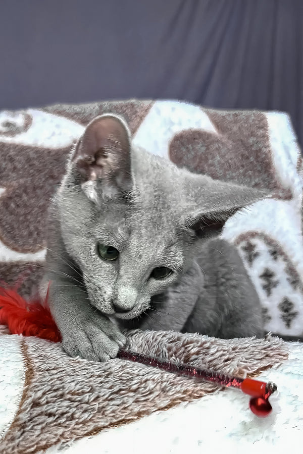 Amur | Russian Blue Kitten