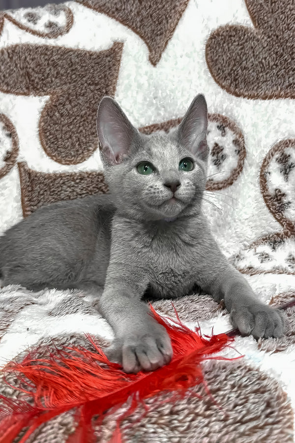 Amur | Russian Blue Kitten