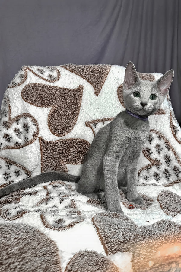 Amur | Russian Blue Kitten