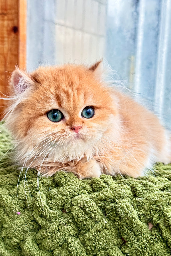 Dezel | British Longhair Kitten