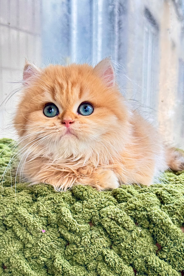 Dezel | British Longhair Kitten