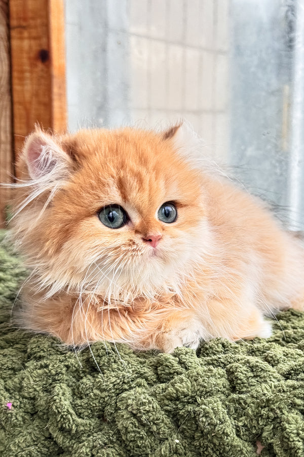 Dezel | British Longhair Kitten