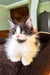 Dominic | Maine Coon Kitten