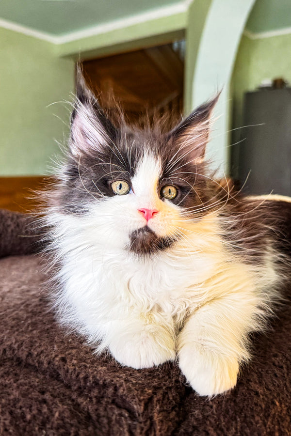 Adopt your Sweet Maine Coon Kitten, Dominic! Purebred Kitties