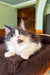 Dominic | Maine Coon Kitten