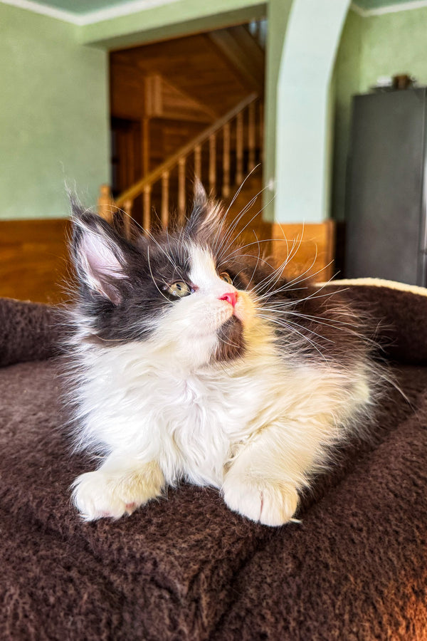 Dominic | Maine Coon Kitten