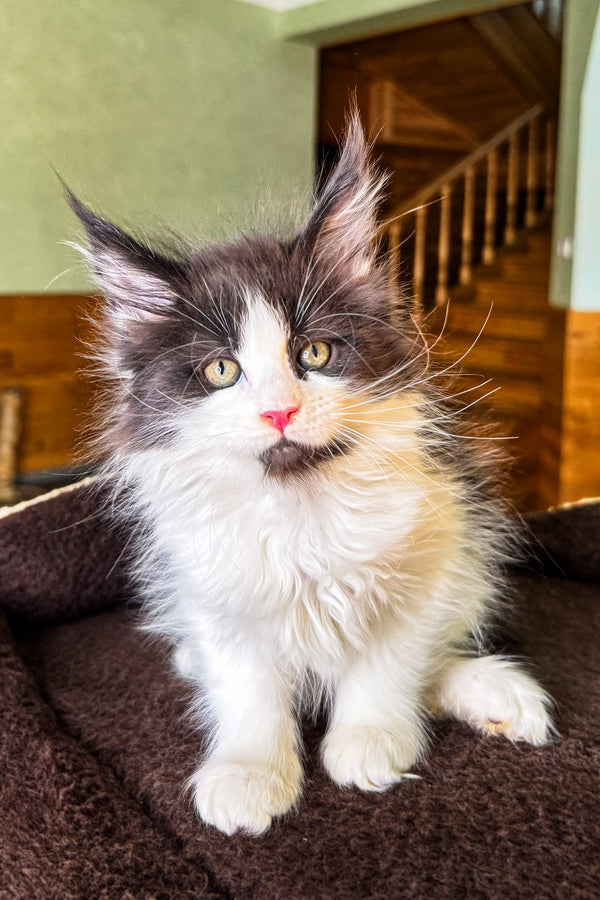 Dominic | Maine Coon Kitten