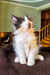 Dominic | Maine Coon Kitten