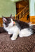 Dominic | Maine Coon Kitten