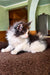 Dominic | Maine Coon Kitten