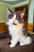 Dominic | Maine Coon Kitten