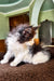 Dominic | Maine Coon Kitten