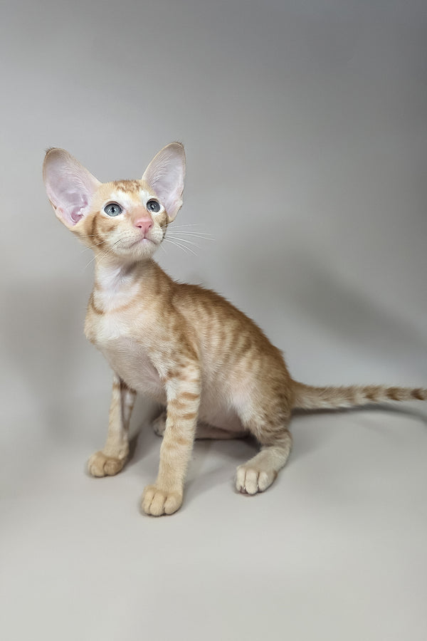 Jafar | Oriental Shorthair Kitten