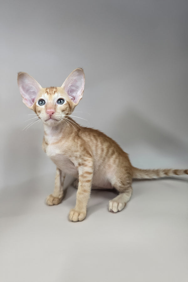 Jafar | Oriental Shorthair Kitten